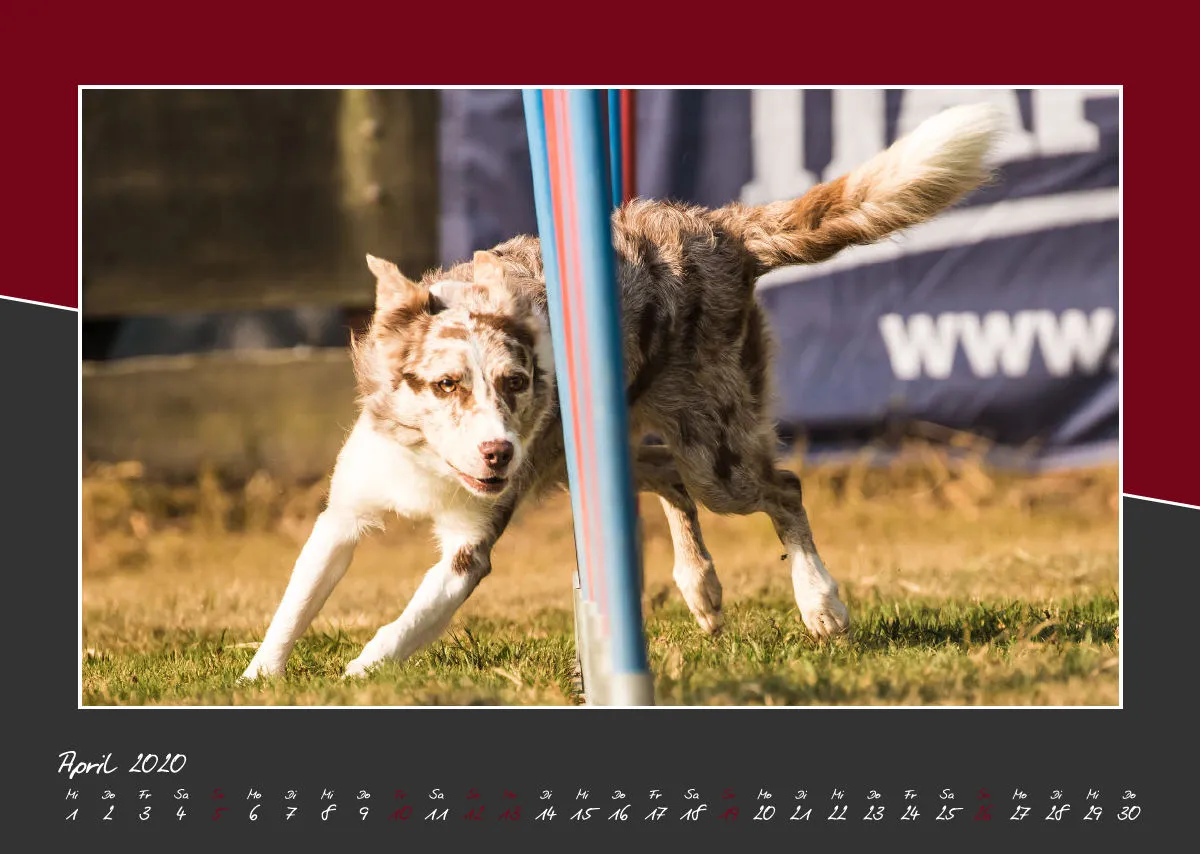 Agility Border Collies 2020 A3 quer