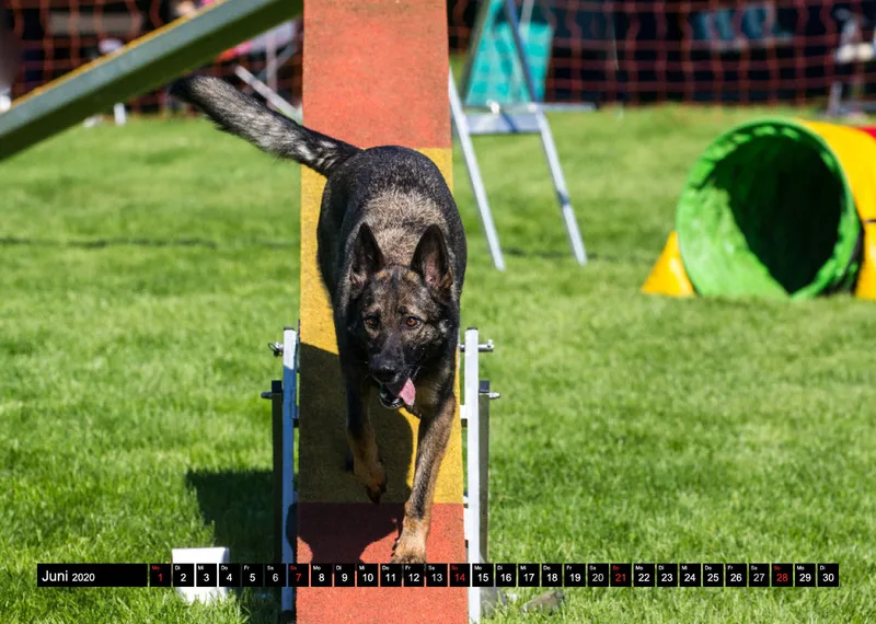 Agility Schäferhunde A4