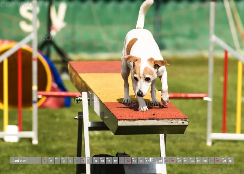 Agility Passion A4 Bildkalender 2020