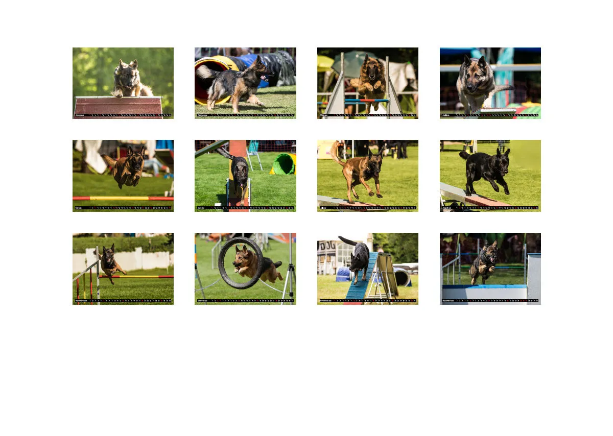 Agility Bildkalender / Schäferhunde