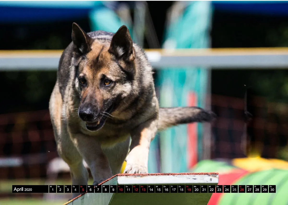 Agility Schäferhunde A4