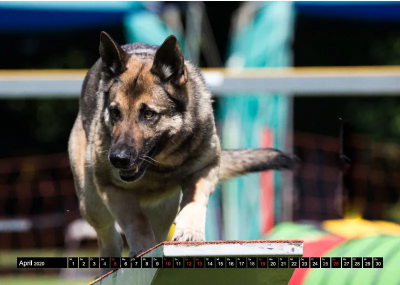 Agility Schäferhunde A4