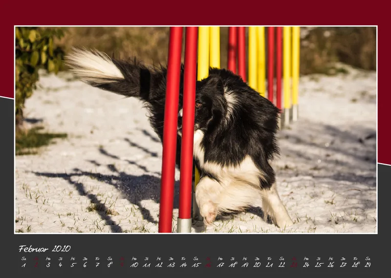 Bildkalender / Agility 2020 A3 quer
