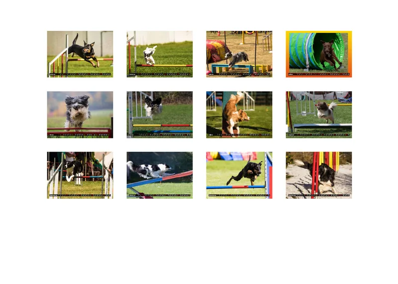Agility Passion A4 Bildkalender 2020