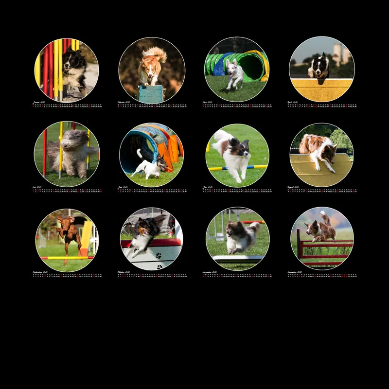 Agility 2020 Quadratisch