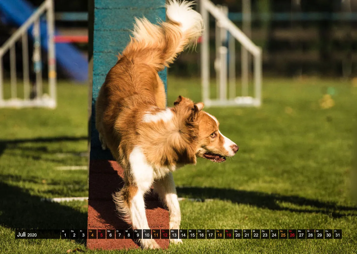 Agility Passion A4 Bildkalender 2020