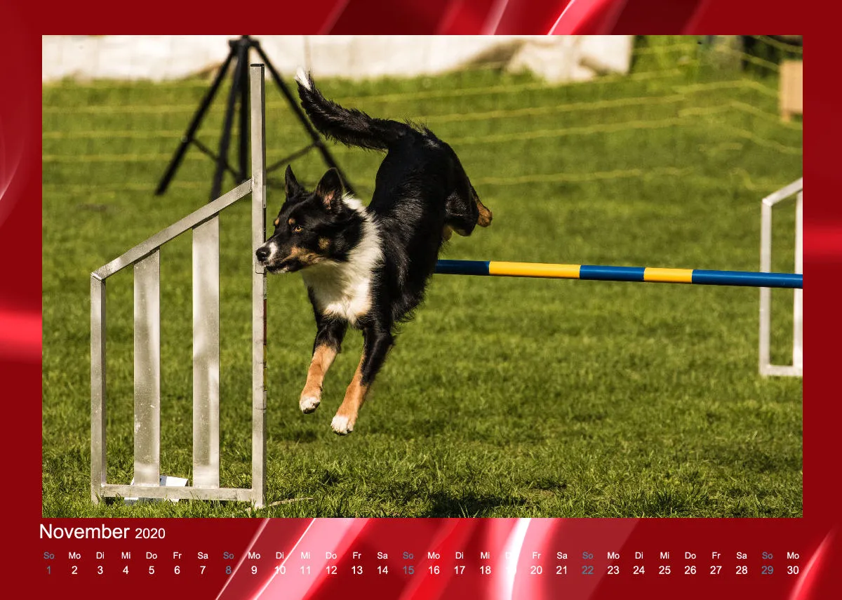 Agility Border Collies 2020 A4 quer