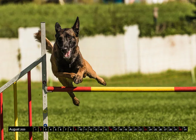 Agility Schäferhunde A4