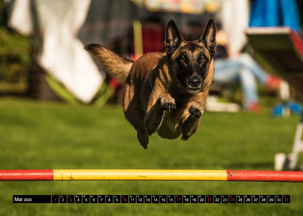 Agility Schäferhunde A4