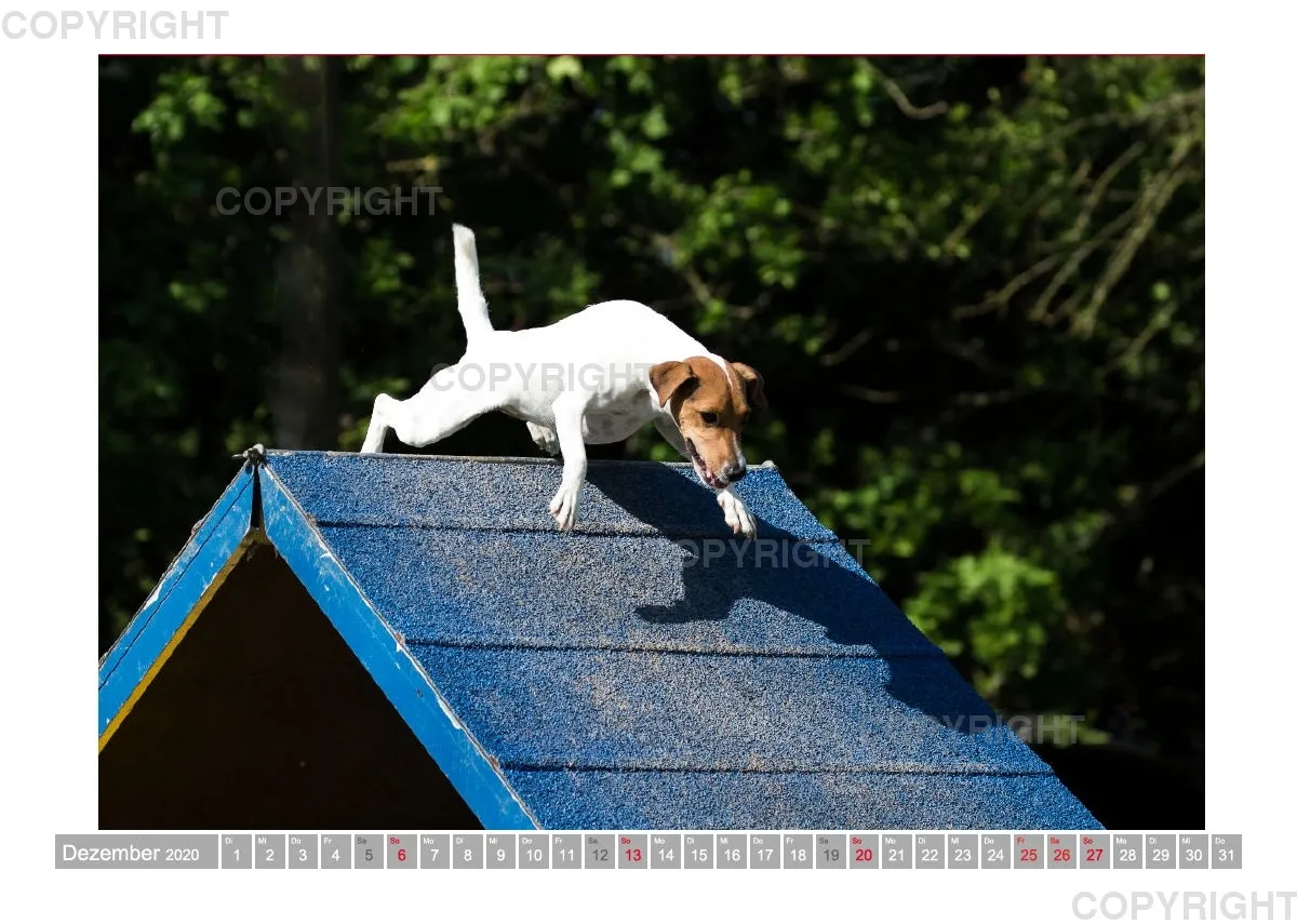 Agility Passion A4 Bildkalender 2020
