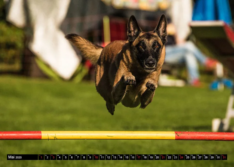 Agility Bildkalender / Schäferhunde