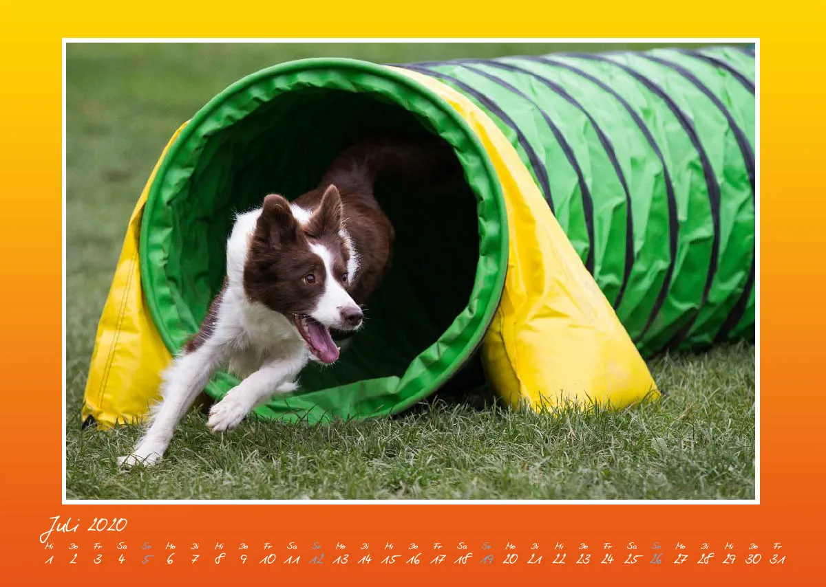 Agility Border Collies 2020 A3 quer