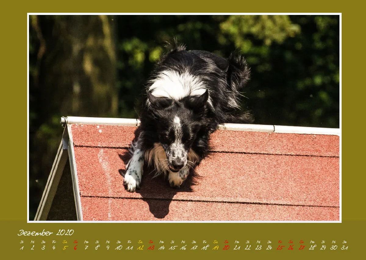 Agility Border Collies 2020 A3 quer
