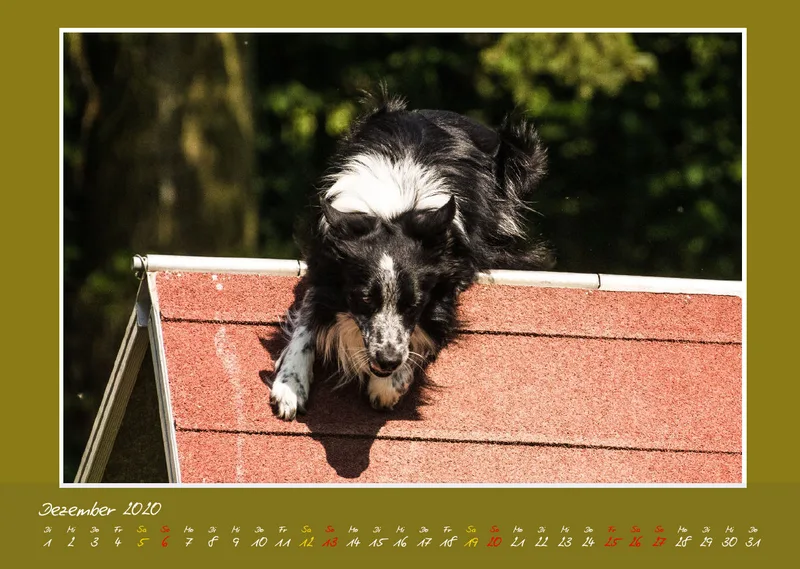 Agility Border Collies 2020 A3 quer