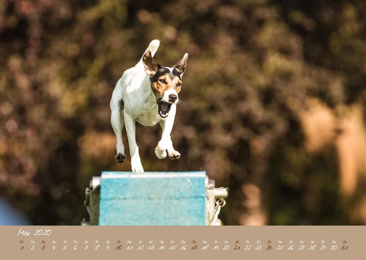 Bildkalender / Agility 2020 A3 quer