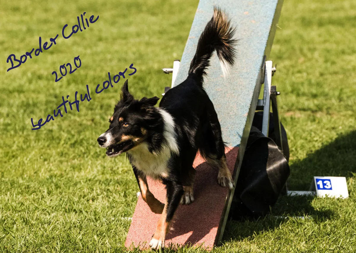 Agility Border Collies 2020 A3 quer