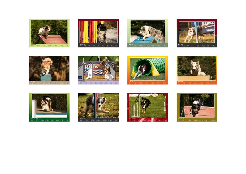 Agility Border Collies 2020 A3 quer