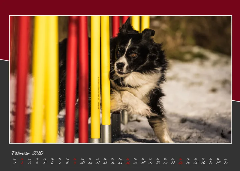 Agility Border Collies 2020 A3 quer