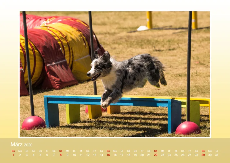 Agility Border Collies 2020 A4 quer