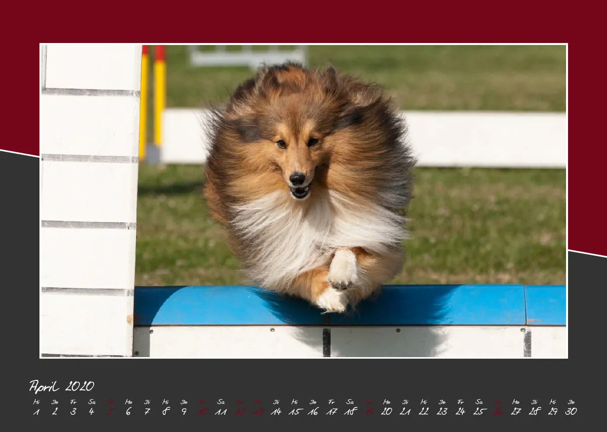 Bildkalender / Agility 2020 A3 quer