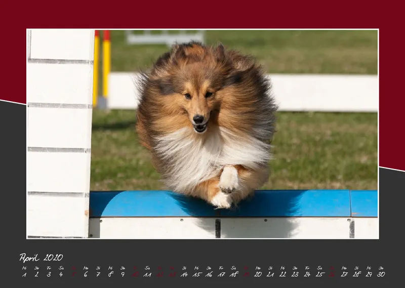 Bildkalender / Agility 2020 A3 quer