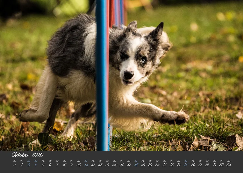 Bildkalender / Agility 2020 A3 quer