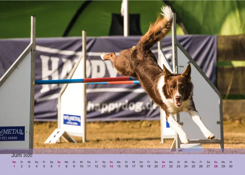 Agility Border Collies 2020 A4 quer