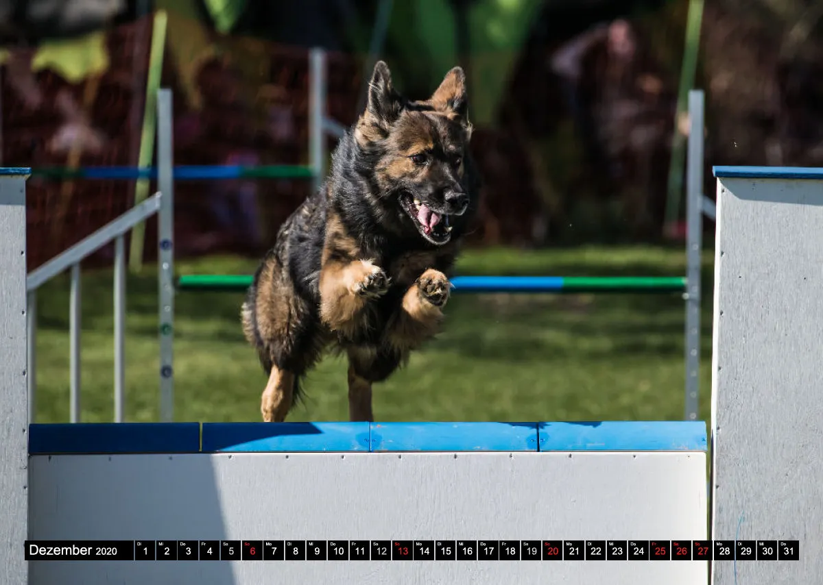 Agility Bildkalender / Schäferhunde