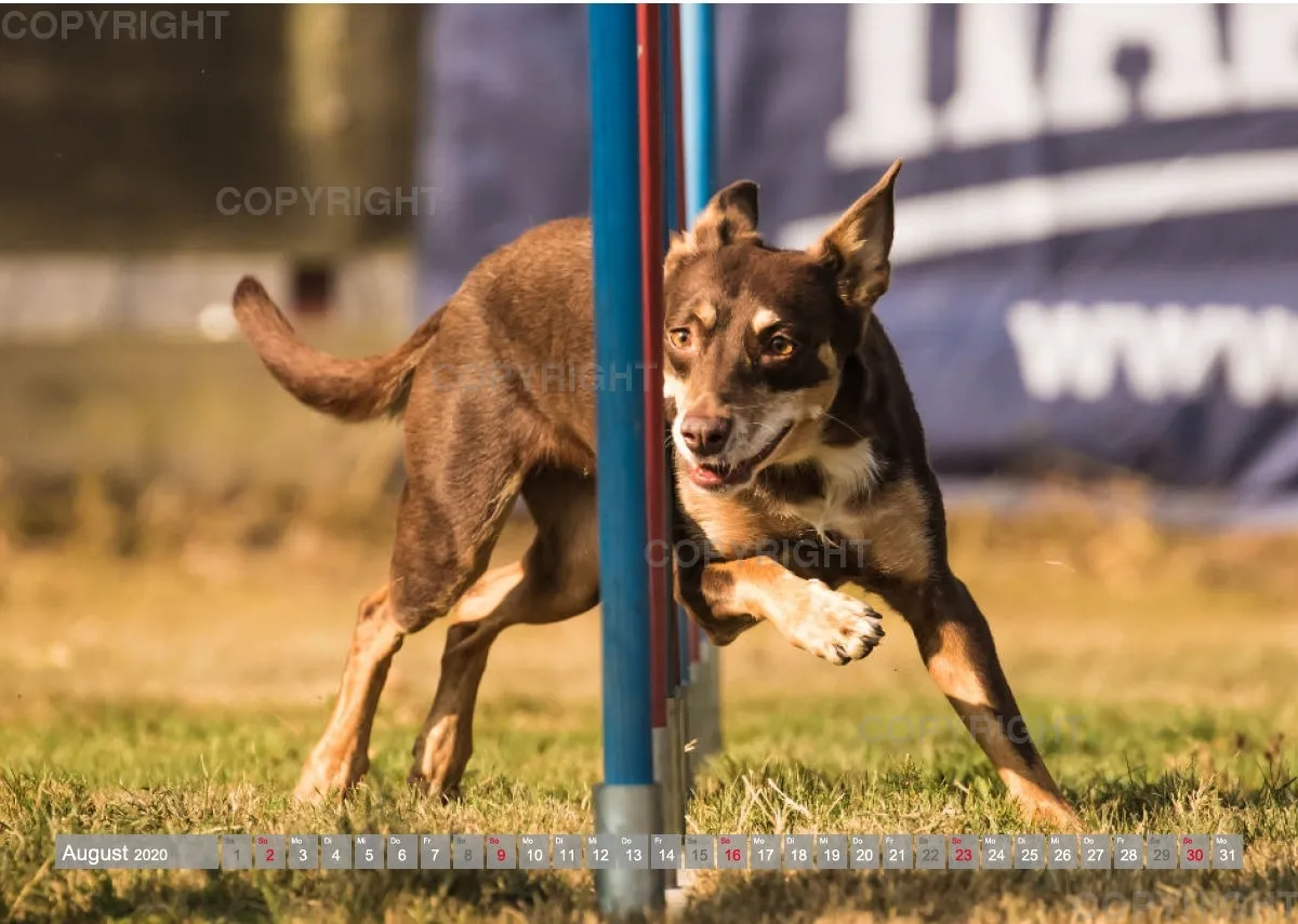 Agility Passion A4 Bildkalender 2020