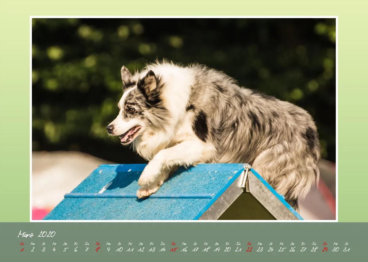Agility Border Collies 2020 A3 quer