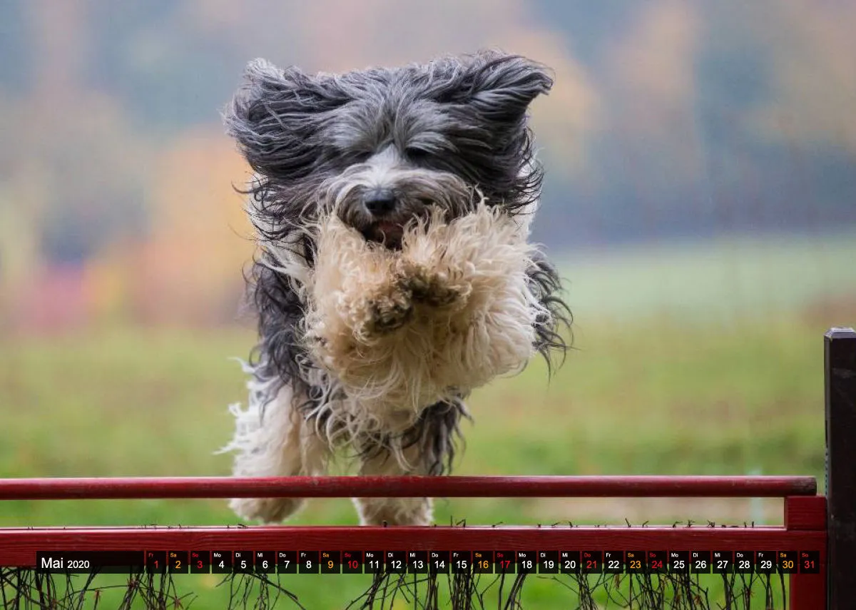 Agility Passion A4 Bildkalender 2020
