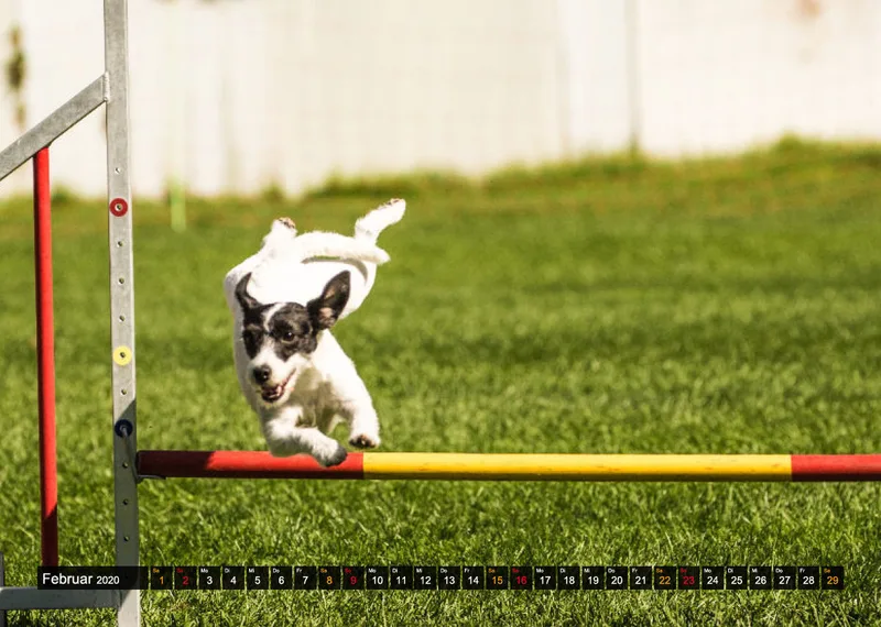 Agility Passion A4 Bildkalender 2020