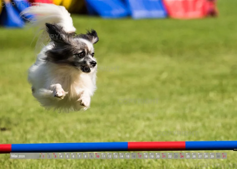 Agility Passion A4 Bildkalender 2020
