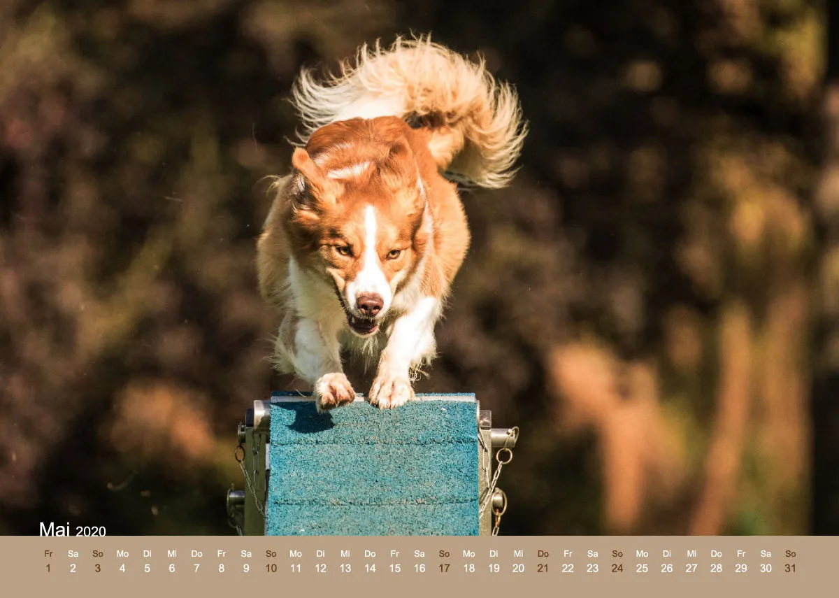 Agility Border Collies 2020 A4 quer