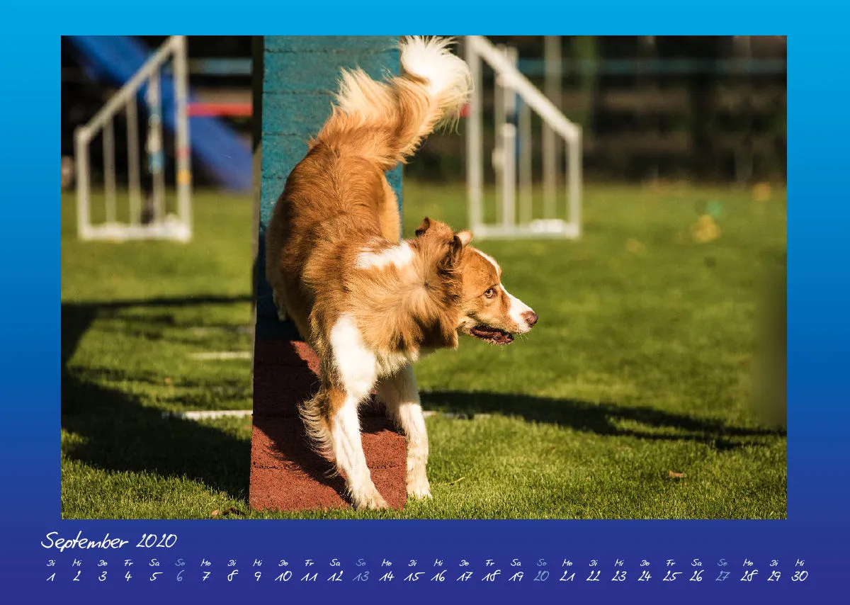Bildkalender / Agility 2020 A3 quer
