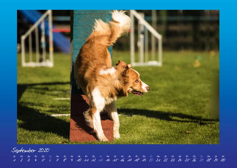 Bildkalender / Agility 2020 A3 quer