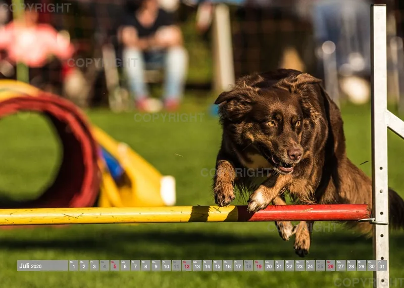 Agility Passion A4 Bildkalender 2020