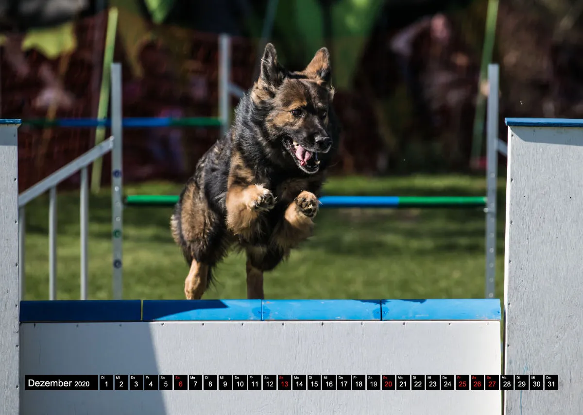 Agility Schäferhunde A4