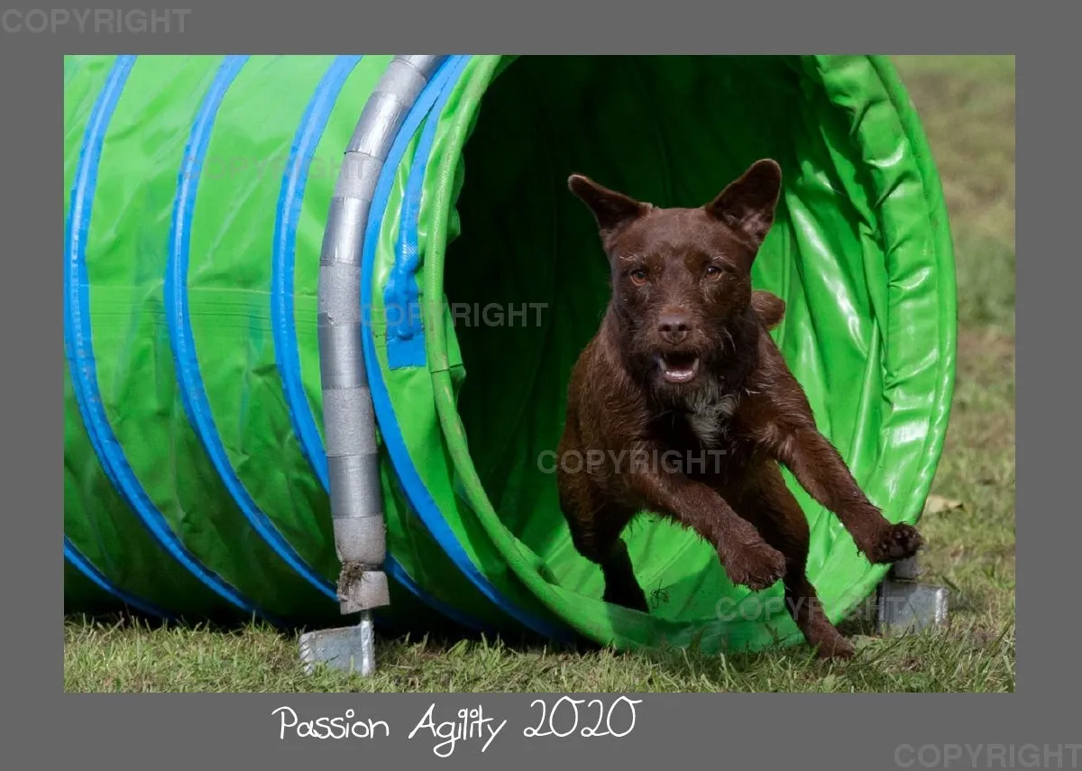 Agility Passion A4 Bildkalender 2020