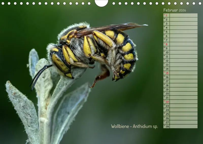 Faszinierende Insekten