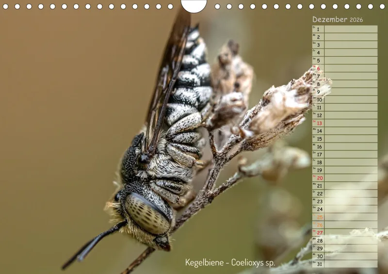 Faszinierende Insekten