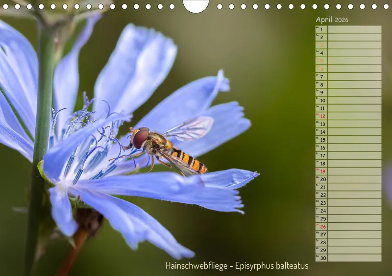 Faszinierende Insekten