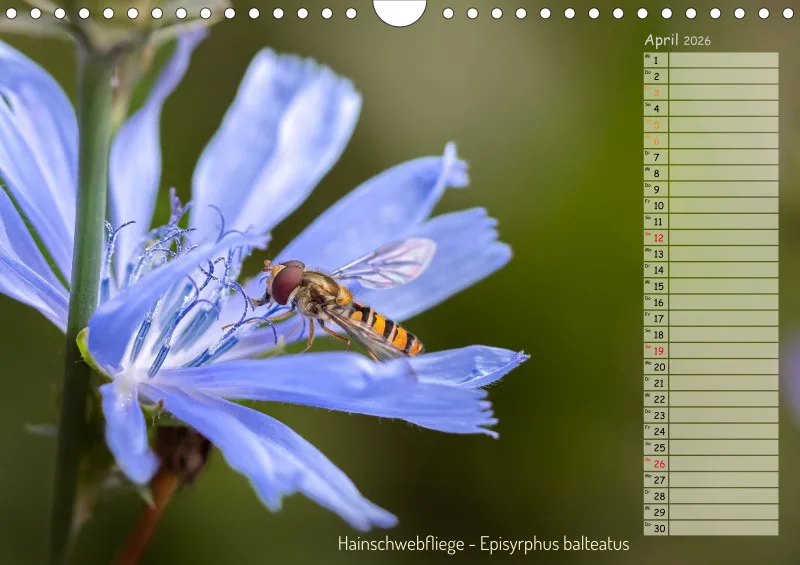 Faszinierende Insekten