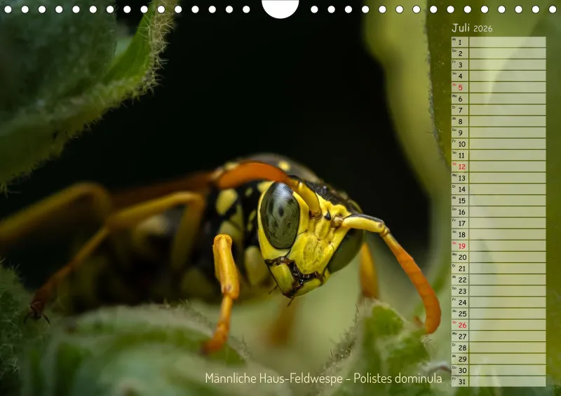 Faszinierende Insekten