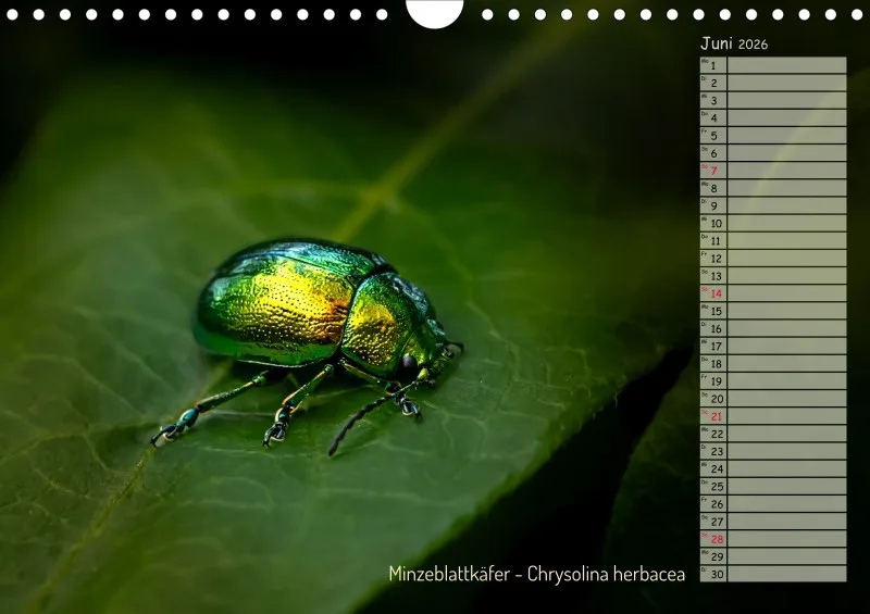 Faszinierende Insekten