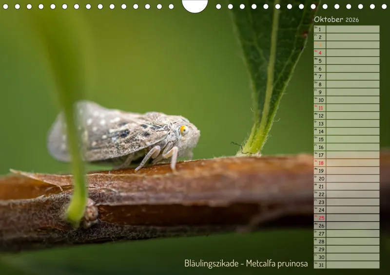 Faszinierende Insekten