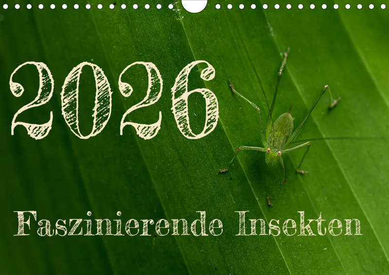 Faszinierende Insekten