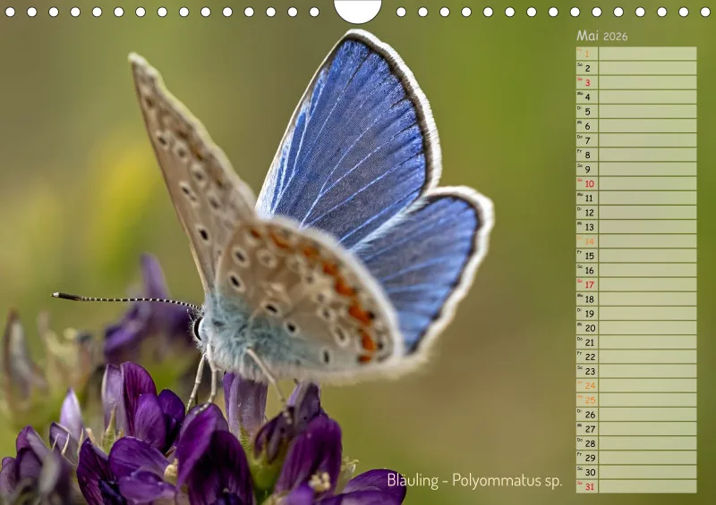 Faszinierende Insekten