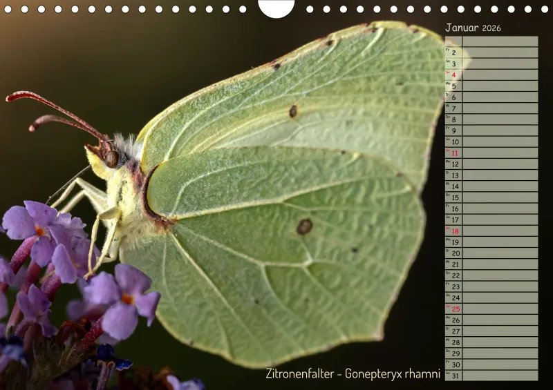 Faszinierende Insekten
