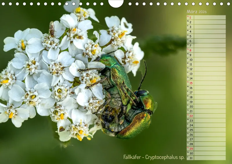 Faszinierende Insekten